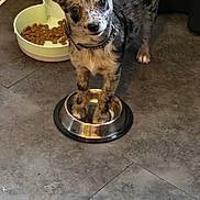 Kenza a rejoint le concours — aidez-le/la à gagner de superbes lots ! dog, merle, puppy, pet, food_bowl, kibble, floor, indoor, collar, curious, standing, metal_bowl, heart_shaped_bowl, animal, canine, cute, young_dog, looking_up, domestic, paw