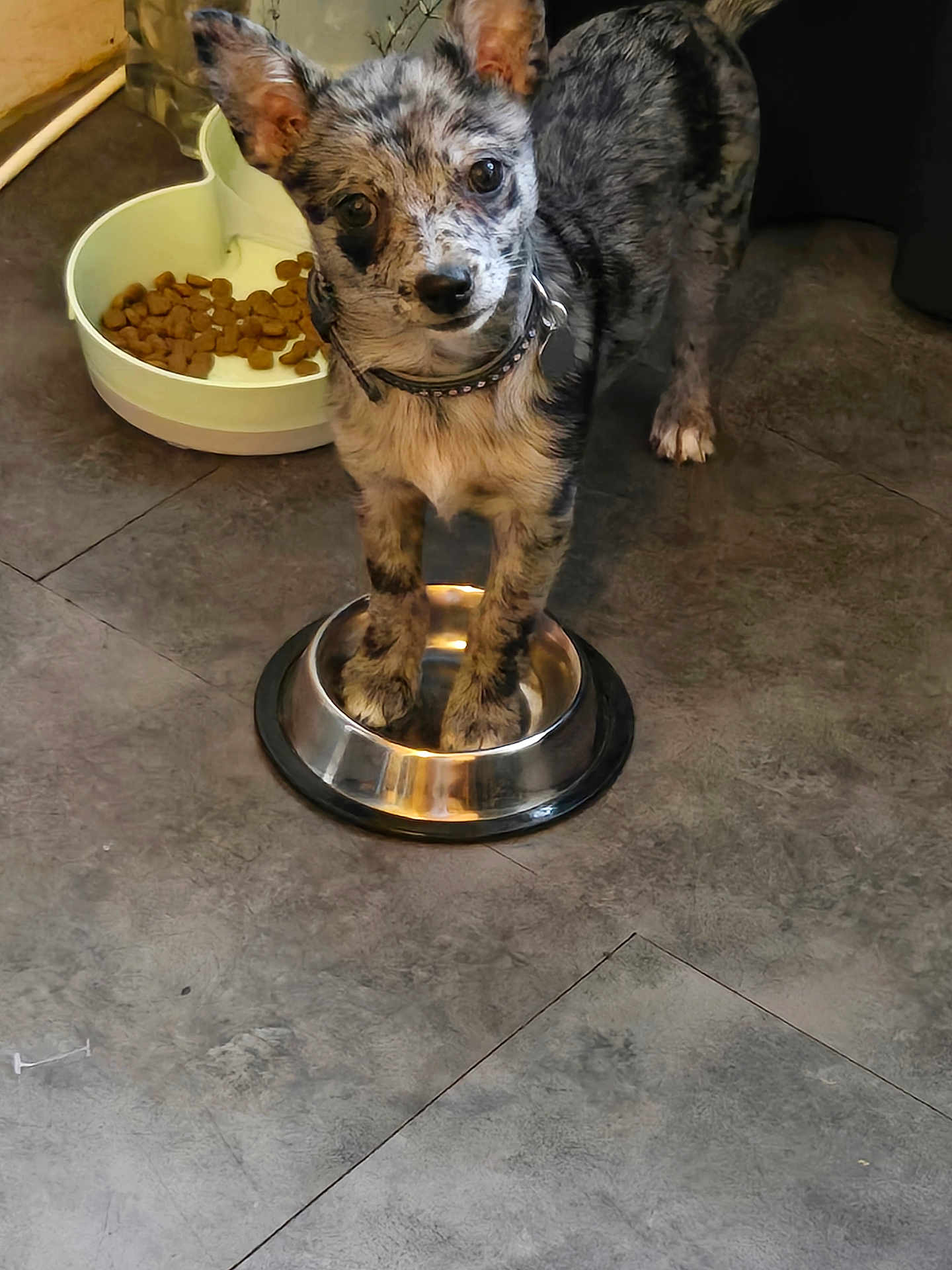 Kenza a rejoint le concours — aidez-le/la à gagner de superbes lots ! dog, merle, puppy, pet, food_bowl, kibble, floor, indoor, collar, curious, standing, metal_bowl, heart_shaped_bowl, animal, canine, cute, young_dog, looking_up, domestic, paw