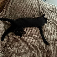 Apaya participe au concours pour gagner de l'argent avec cette photo : cat, black_cat, pet, animal, feline, lying_down, stretching, sleeping, bed, blanket, plush, bedroom, indoor, home, cozy, relaxed, tail, whiskers, portrait, dark_fur