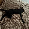 cat, black_cat, pet, animal, feline, lying_down, stretching, sleeping, bed, blanket, plush, bedroom, indoor, home, cozy, relaxed, tail, whiskers, portrait, dark_fur