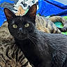 Apaya participe au concours pour gagner de l'argent avec cette photo : cat, black_cat, tabby_cat, multiple_cats, animal, pet, feline, whiskers, green_eyes, pointed_ears, fur, closeup, portrait, sleeping, relaxed, cuddling, blanket, colorful_background, indoor, photography