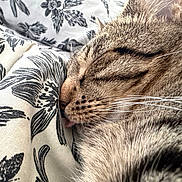 Mimi participe au concours pour gagner de l'argent avec cette photo : cat, tabby, sleeping, relaxed, close_up, feline, whiskers, fur, striped, brown, gray, face, nose, closed_eyes, cushion, pillow, floral, indoors, cozy, nap
