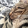 cat, tabby, sleeping, relaxed, close_up, feline, whiskers, fur, striped, brown, gray, face, nose, closed_eyes, cushion, pillow, floral, indoors, cozy, nap