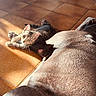 Mimi participe au concours pour gagner de l'argent avec cette photo : animal, architecture, building, canine, cat, couch, dog, furniture, hardwood, indoors, interiordesign, kitten, livingroom, manx, person, pet, puppy, room, sleeping, wood