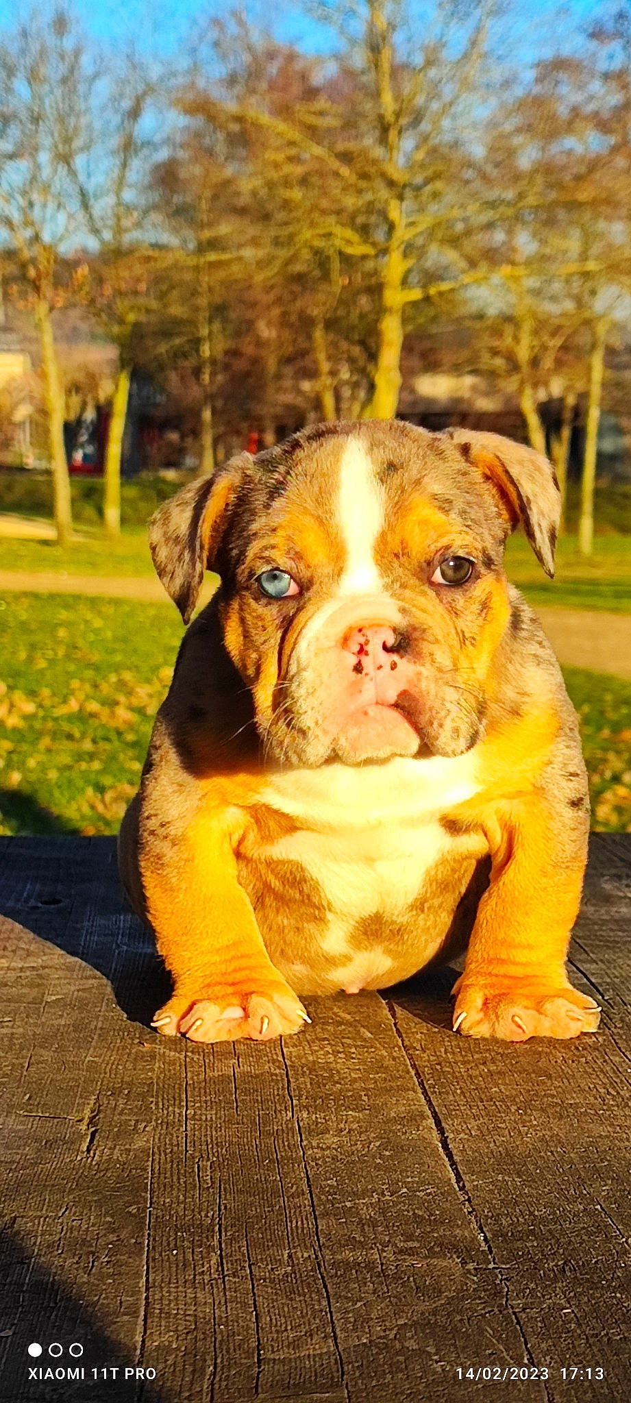 Bullydream's The One