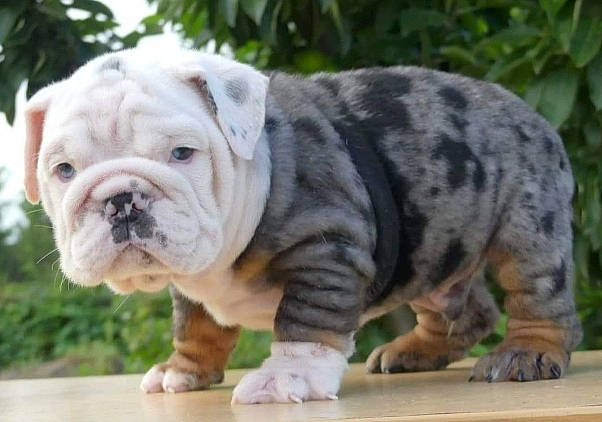 Mr Ghost a rejoint le concours — aidez-le/la à gagner de superbes lots ! american_bulldog, ancient_dog_breeds, australian_bulldog, british_bulldogs, bulldog, canidae, carnivore, companion_dog, dog, dog_breed, mammal, non_sporting_group, old_english_bulldog, olde_english_bulldogge, rare_breed_dog, renascence_bulldogge, snout, toy_bulldog, vertebrate, white_english_bulldog