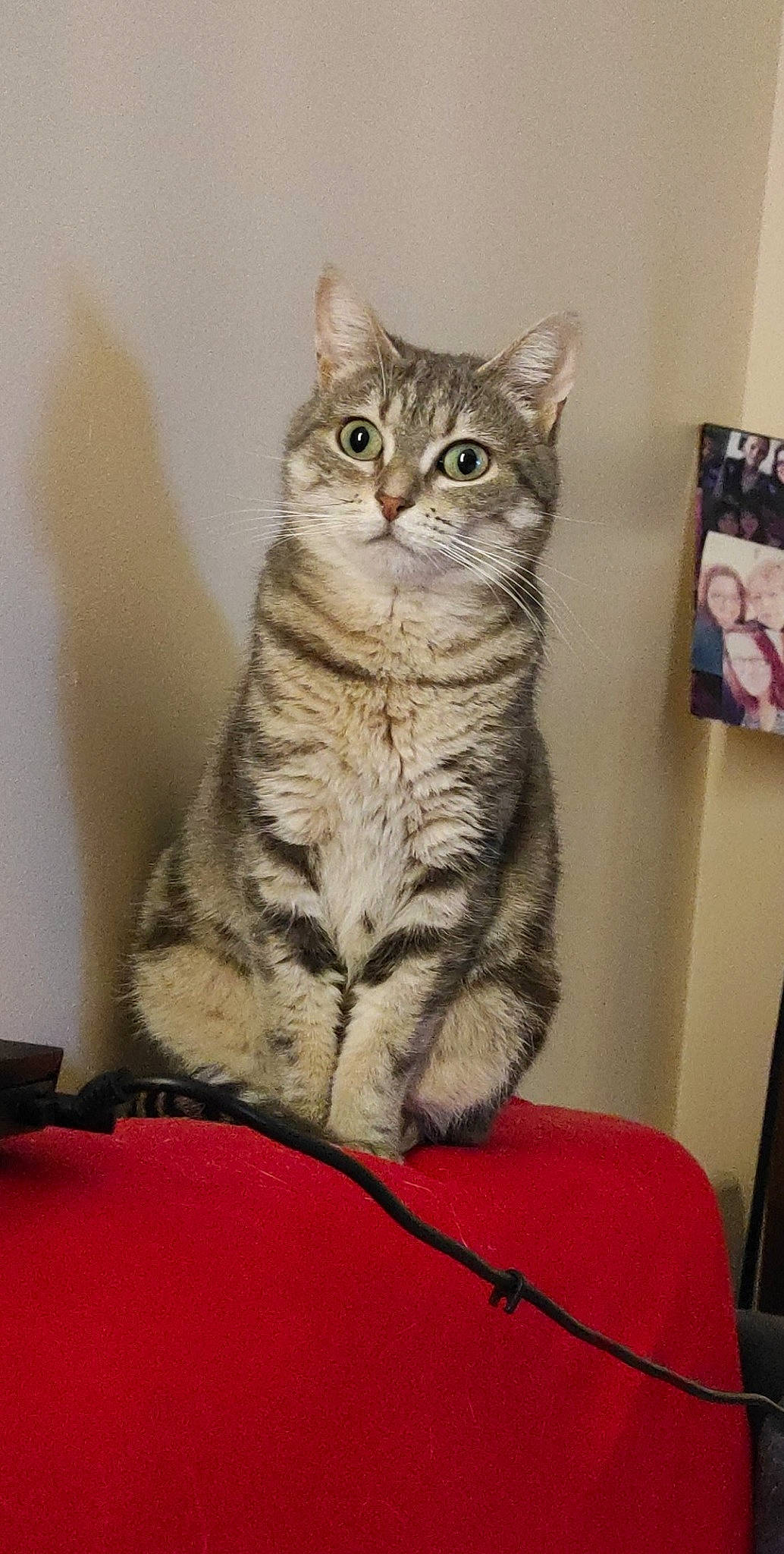 Lua a rejoint le concours — aidez-le/la à gagner de superbes lots ! carnivore, cat, couch, domestic_short_haired_cat, door, felidae, fur, paw, sitting, small_to_medium_sized_cats, snout, tail, whiskers, window