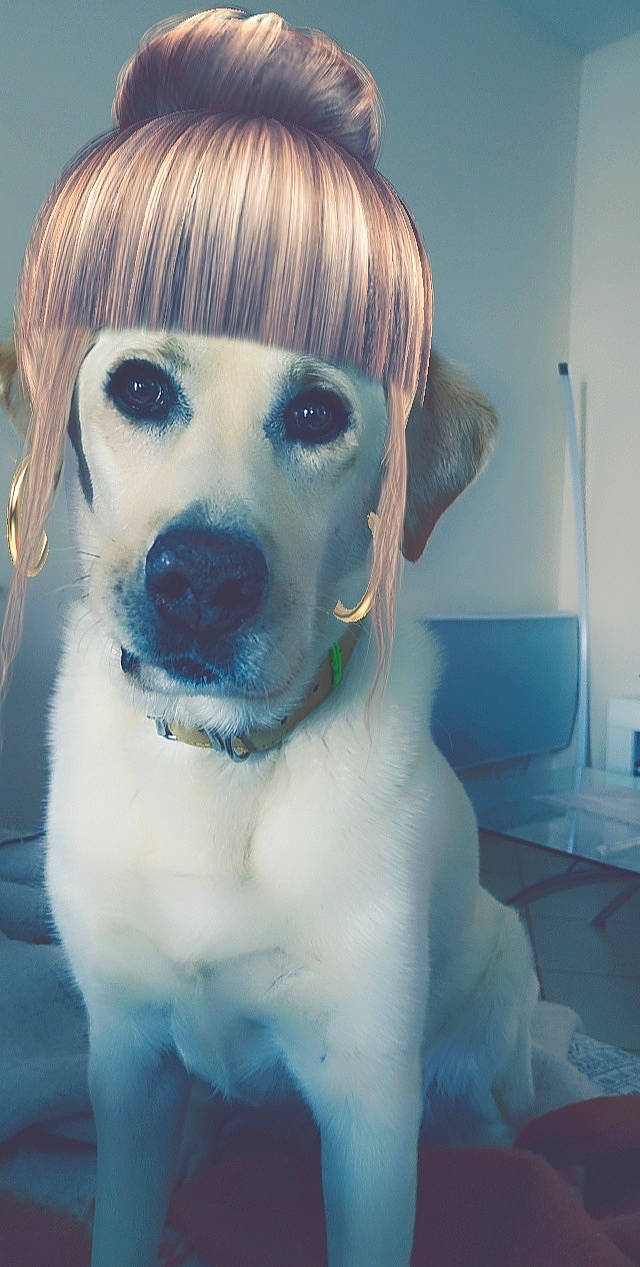 Oslo participe au concours pour gagner de l'argent avec cette photo : beauty, canidae, carnivore, collar, companion_dog, dog, dog_breed, dog_collar, ear, electric_blue, eyelash, fawn, fur, non_sporting_group, snout, sporting_group, whiskers