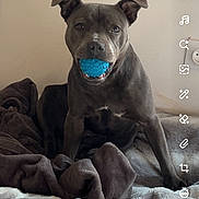 Vita a rejoint le concours — aidez-le/la à gagner de superbes lots ! dog, pet, animal, sitting, blue_toy, chewing, blanket, bed, indoor, portrait, front_facing, dark_fur, floppy_ears, brown_fur, cute, playful, home, soft_furnishings, social_media_screenshot, smartphone_interface