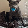 dog, pet, animal, sitting, blue_toy, chewing, blanket, bed, indoor, portrait, front_facing, dark_fur, floppy_ears, brown_fur, cute, playful, home, soft_furnishings, social_media_screenshot, smartphone_interface