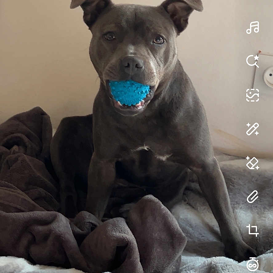 Vita a rejoint le concours — aidez-le/la à gagner de superbes lots ! dog, pet, animal, sitting, blue_toy, chewing, blanket, bed, indoor, portrait, front_facing, dark_fur, floppy_ears, brown_fur, cute, playful, home, soft_furnishings, social_media_screenshot, smartphone_interface