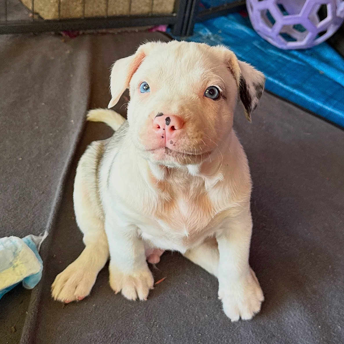 Melón is registered to the contest to win money with this photo: puppy, dog, blue_eyes, pink_nose, sitting, indoor, pet, cute, young_dog, fur, play_area, toy, blanket, animal, small_dog, looking_up, adorable, canine, domestic_animal, companion