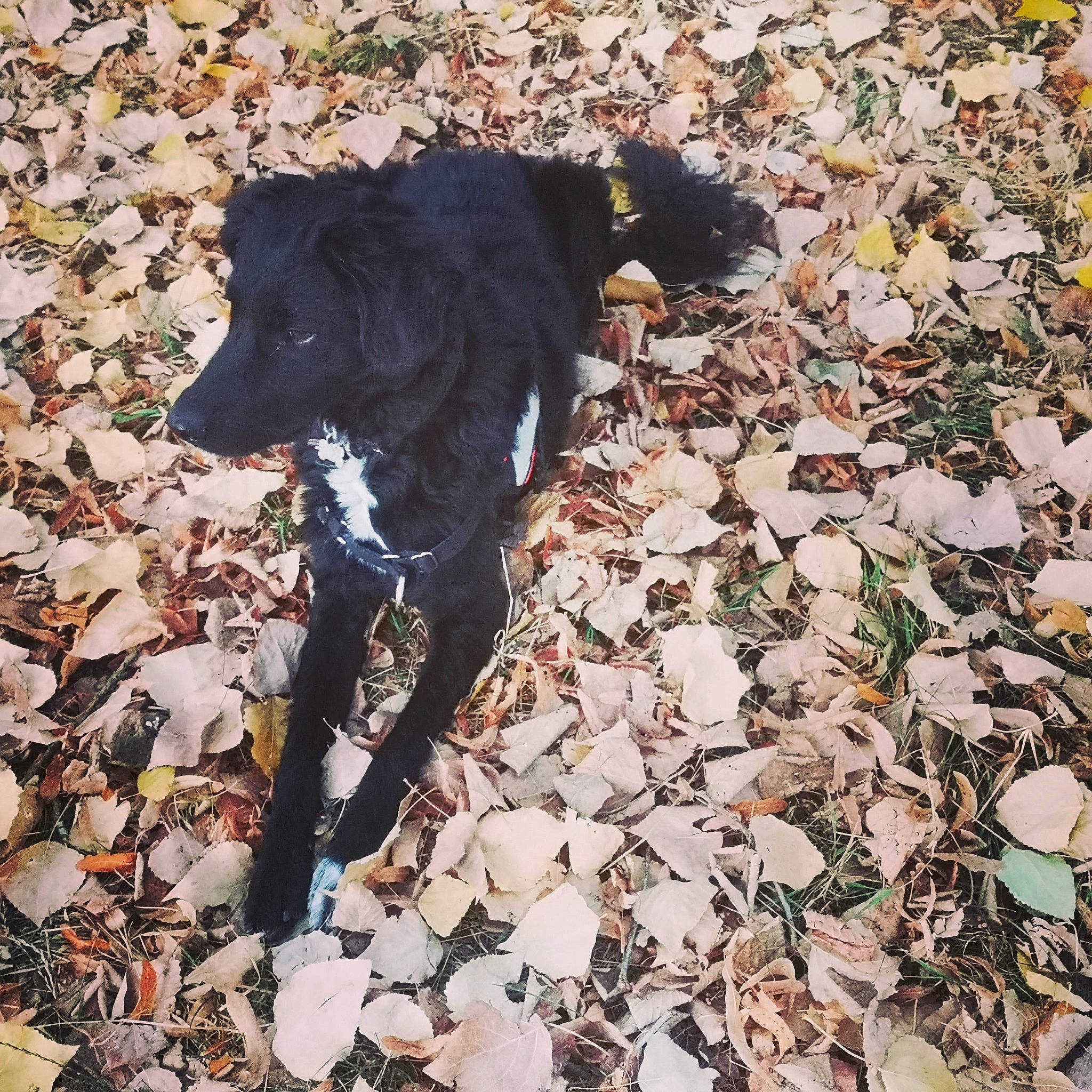 Palco a rejoint le concours — aidez-le/la à gagner de superbes lots ! borador, carnivore, collar, companion_dog, deciduous, dog, dog_breed, dog_collar, fawn, fur, grass, pet_supply, plant, shadow, sporting_group, tail, terrestrial_animal, tints_and_shades, vertebrate, working_animal