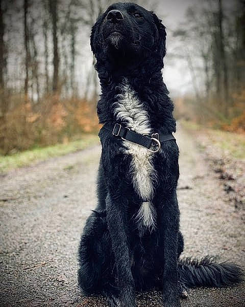 Palco a rejoint le concours — aidez-le/la à gagner de superbes lots ! canidae, carnivore, companion_dog, dog, dog_breed, fawn, fur, grass, leash, paw, plant, shadow, sky, snout, sporting_group, tail, terrestrial_animal, tree, working_animal, working_dog