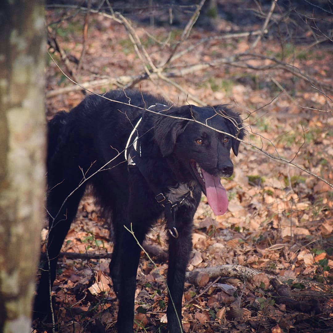 Palco a rejoint le concours — aidez-le/la à gagner de superbes lots ! borador, carnivore, dog, dog_breed, forest, grass, landscape, liver, natural_landscape, plant, retriever, soil, tail, terrestrial_animal, tints_and_shades, tree, trunk, twig, wood, working_animal