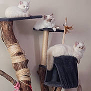 Mia participe au concours pour gagner de l'argent avec cette photo : cat, cats, fluffy, white_cat, cat_tree, wood, rope, feather_toy, pet, animal, indoor, resting, feline, cute, domestic, relaxed, multi_cat, home, playful, cozy