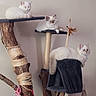 animal, cat, cat_tree, cats, cozy, cute, domestic, feather_toy, feline, fluffy, home, indoor, multi_cat, pet, playful, relaxed, resting, rope, white_cat, wood