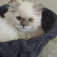 Perle participe au concours pour gagner de l'argent avec cette photo : kitten, cat, blue_eyes, fluffy, pet, animal, fur, face, ears, cat_bed, cozy, scratching_post, indoor, resting, cute, young, whiskers, soft, comfort, portrait