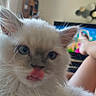 Perle a rejoint le concours — aidez-le/la à gagner de superbes lots ! kitten, cat, white_cat, blue_eyes, tongue_out, fluffy, indoor, television, legs, relaxing, cute, pet, feline, close_up, fur, whiskers, home, animal, domestic, cozy