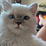 Perle participe au concours pour gagner de l'argent avec cette photo : cat, kitten, fluffy, white_fur, blue_eyes, pet, closeup, indoor, person, legs, relaxing, cozy, home, whiskers, fur, curious, portrait, animal, cute, domestic