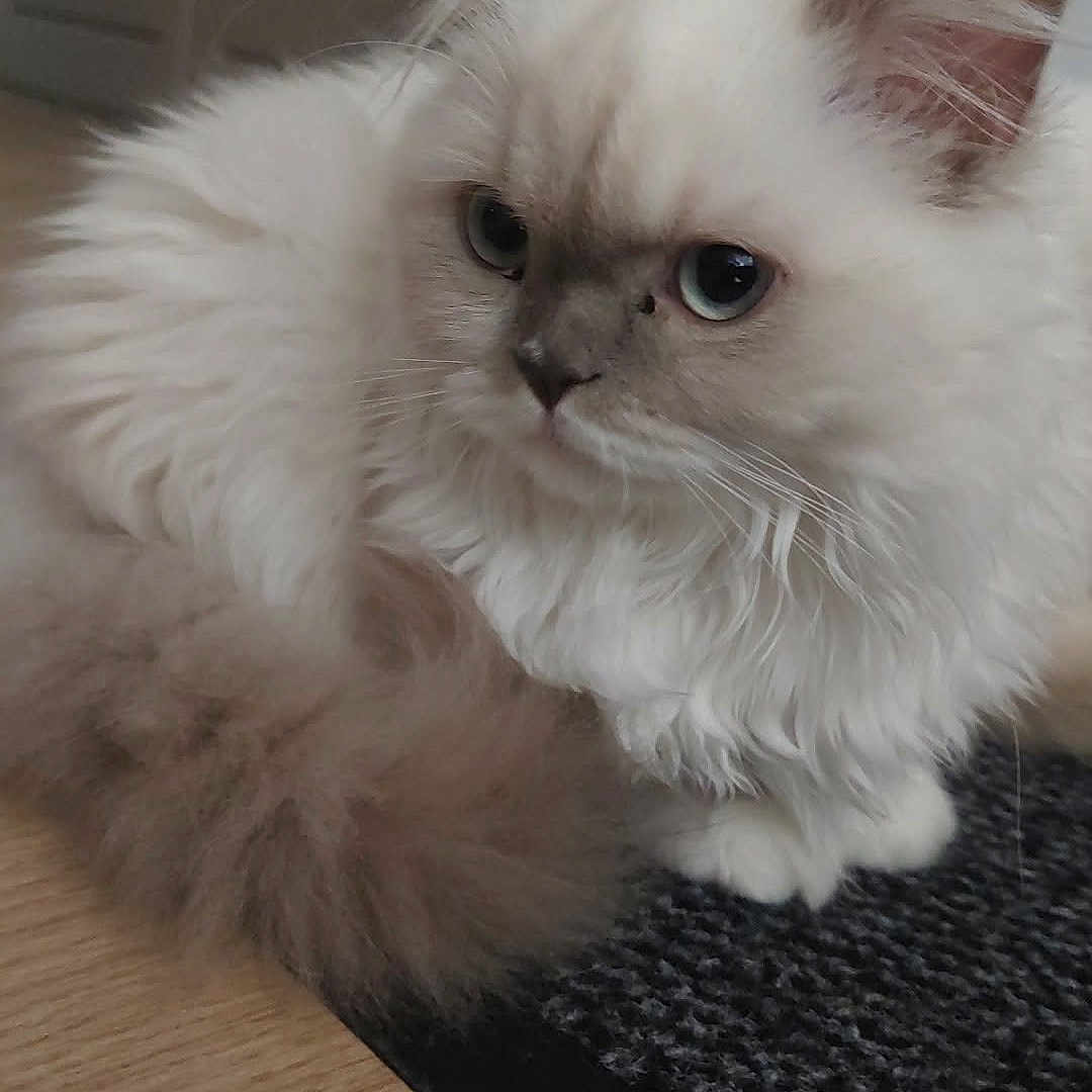 Perle