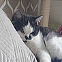 cat, black_and_white, sleeping, cushion, indoor, cozy, furniture, wall_pattern, scratching_post, pet, relaxed, fur, whiskers, paw, home, resting, cute, animal, domestic, quiet