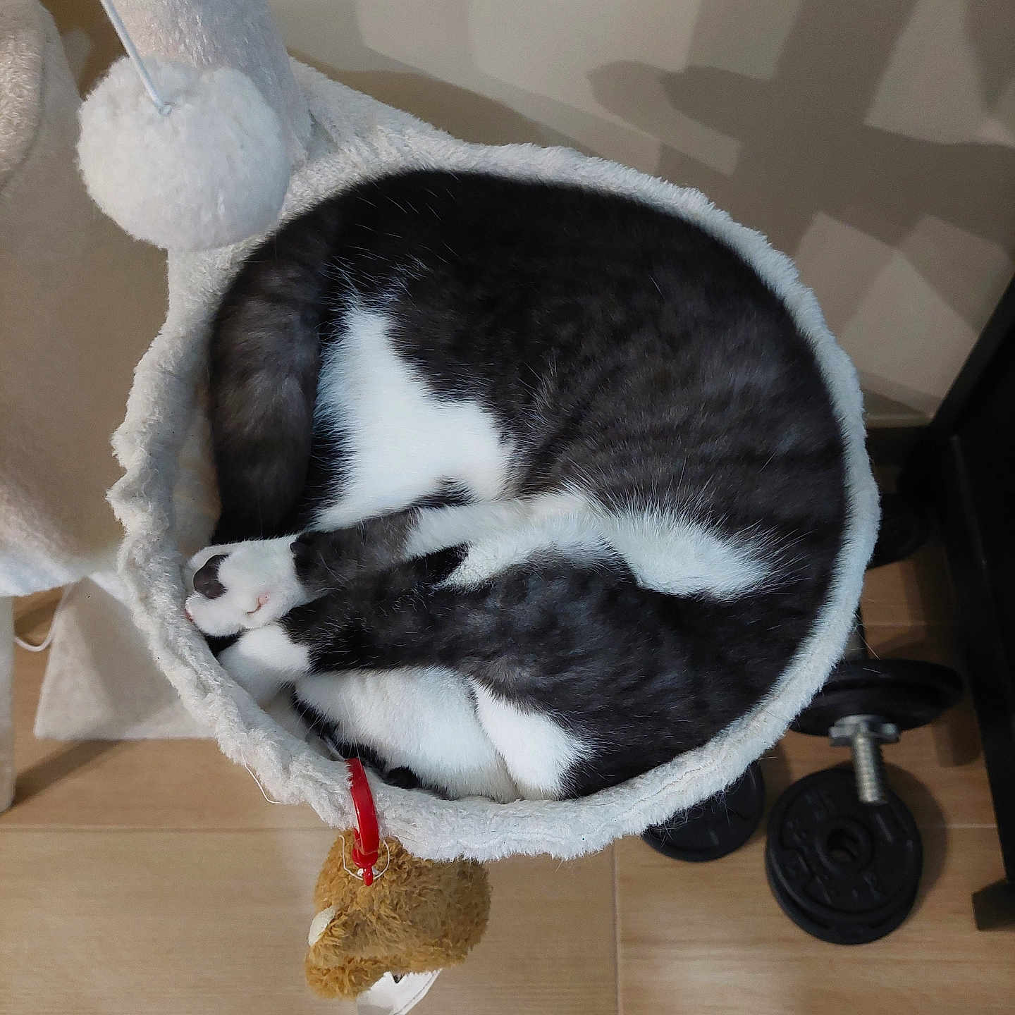 Luna participe au concours pour gagner de l'argent avec cette photo : animal, black_and_white, cat, cat_bed, compact, cozy, curled_up, cute, feline, fitness_equipment, fluffy, hammock, home, indoor, pet, resting, sleeping, toy, weights, wood_floor
