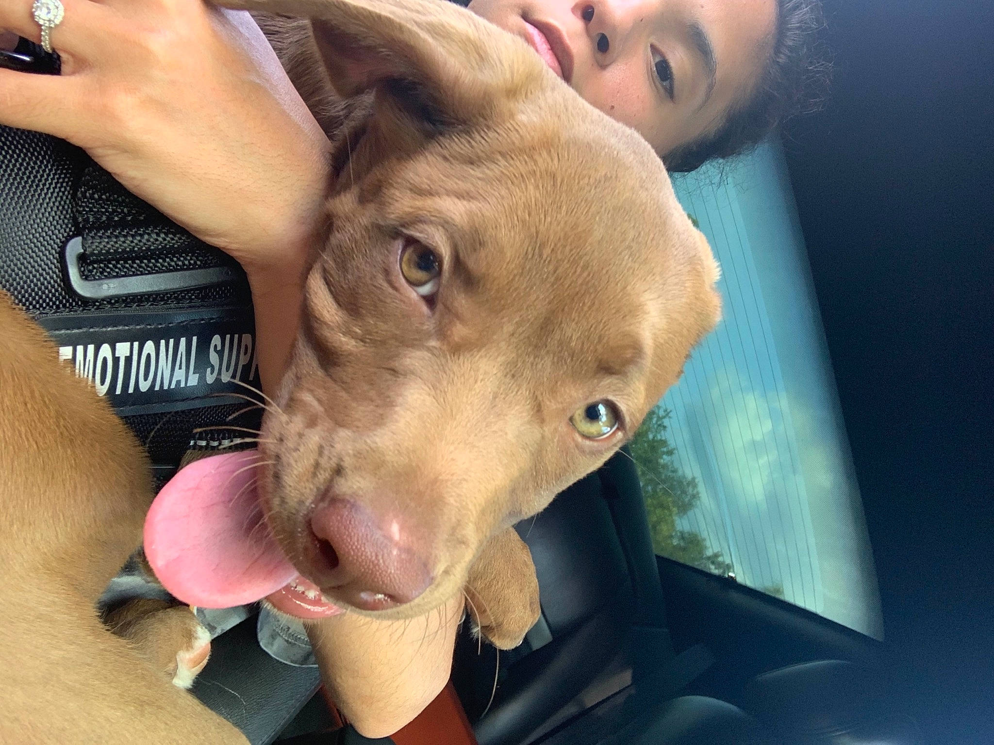 Keiko joined the competition — help win amazing prizes! canidae, carnivore, companion_dog, dog, dog_breed, ear, eye, fang, fawn, felidae, fur, gesture, head, liver, selfie, snout, sporting_group, weimaraner, whiskers, working_animal