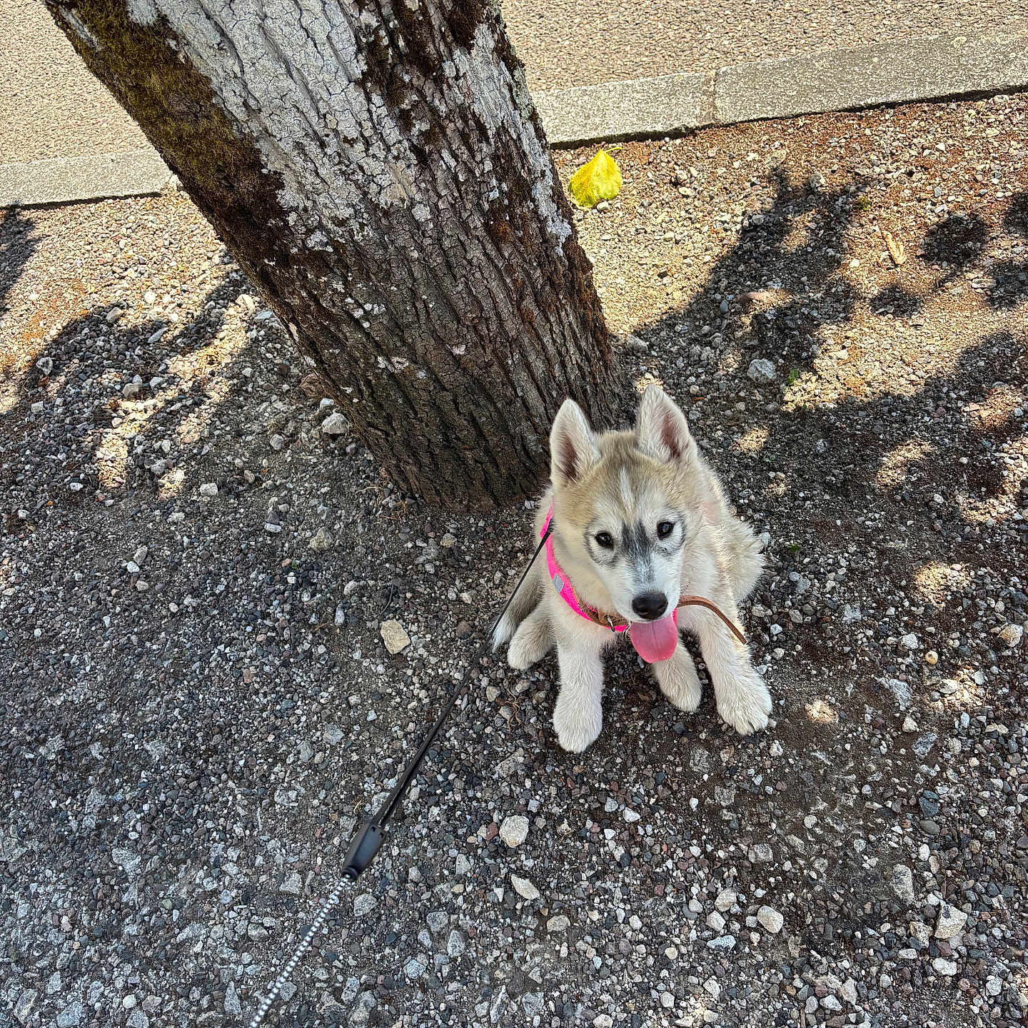 Luna