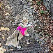Luna participe au concours pour gagner de l'argent avec cette photo : puppy, dog, pink_harness, leash, outdoor, sidewalk, gravel, asphalt, dry_leaves, wall, tongue_out, pet, cute, young_dog, walking, sunlight, shadow, nature, playful, canine
