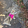 puppy, dog, pink_harness, leash, outdoor, sidewalk, gravel, asphalt, dry_leaves, wall, tongue_out, pet, cute, young_dog, walking, sunlight, shadow, nature, playful, canine