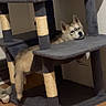 dog, pet, cat_tree, indoor, floor, wooden_floor, furniture, animal, resting, curious, cozy, multi_level, scratching_post, play_area, relaxed, cute, fluffy, domestic, companion, household