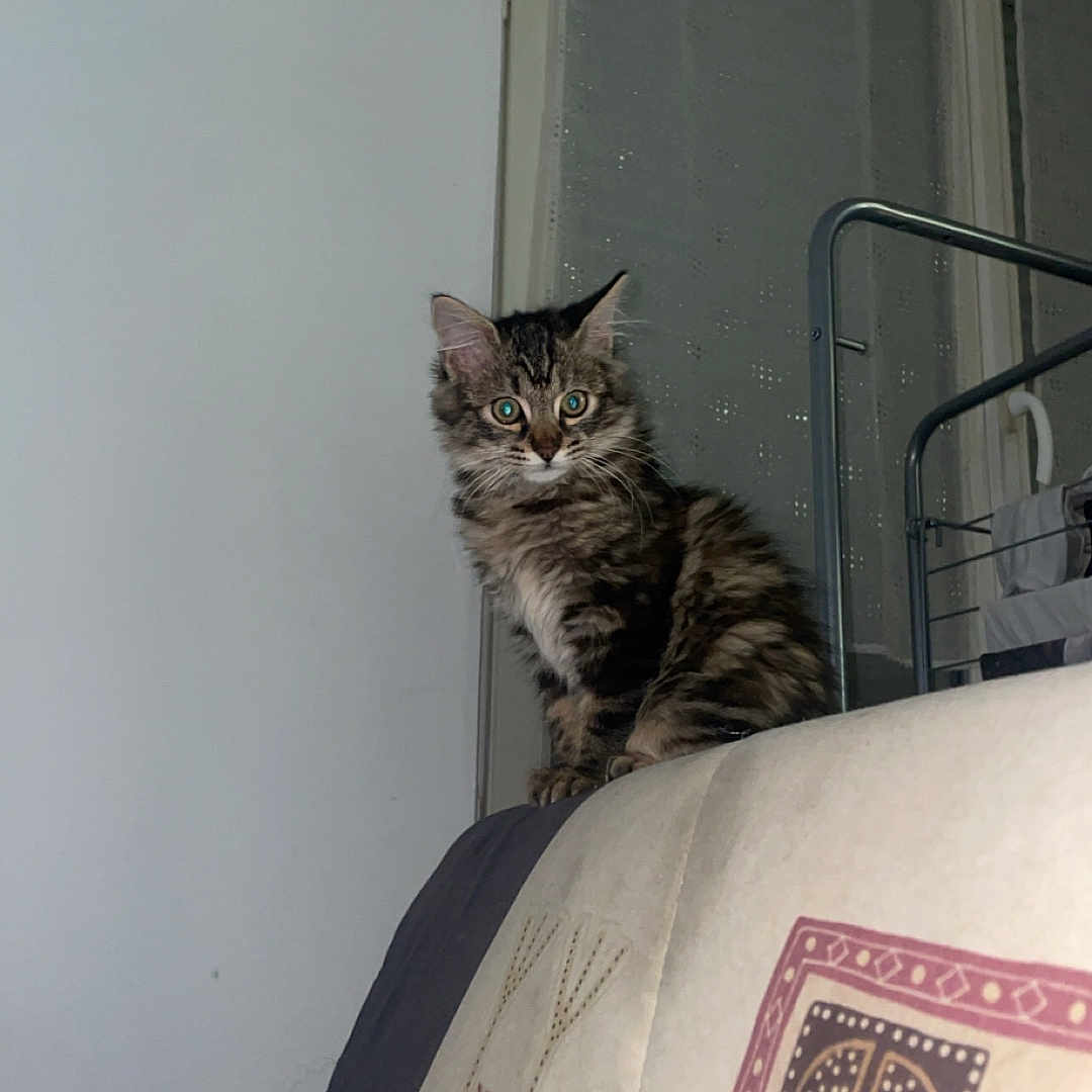 Nala a rejoint le concours — aidez-le/la à gagner de superbes lots ! abyssinian, animal, architecture, bed, bedroom, building, cat, couch, cushion, furniture, homedecor, indoors, kitten, linen, livingroom, manx, pet, plywood, room, wood