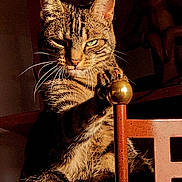 Sunday a rejoint le concours — aidez-le/la à gagner de superbes lots ! cat, tabby_cat, animal, pet, feline, whiskers, green_eyes, chair, wood, golden_ball, paw, claws, indoor, shadow, light, closeup, portrait, striped, fur, sitting