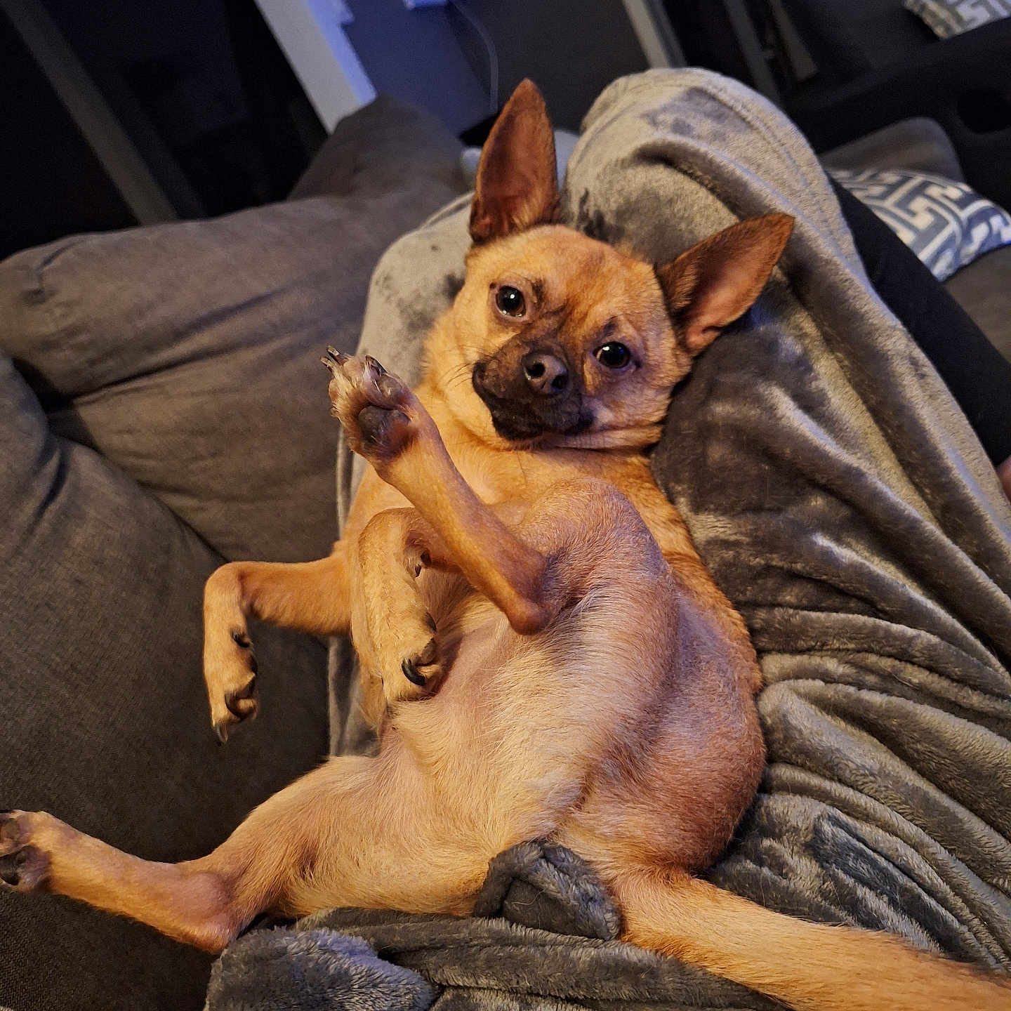Snoopy participe au concours pour gagner de l'argent avec cette photo : animal, architecture, armchair, blanket, building, bulldog, canine, chair, chihuahua, couch, cushion, dog, furniture, germanshepherd, homedecor, hound, indoors, pet, puppy, terrier