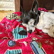 Peanut joined the competition — help win amazing prizes! dog, sleeping, blanket, red_blanket, fur, ear, nose, muzzle, pet, sleeping_dog, cozy, resting, nap, indoor, fabric, texture, close_up, face, companion, home