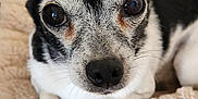 Peanut joined the competition — help win amazing prizes! dog, chihuahua, pet, close_up, portrait, nose, eyes, paws, fur, whiskers, bed, blanket, cozy, indoor, black_and_white, senior_dog, looking_at_camera, adorable, small_breed, resting