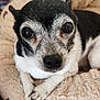 dog, chihuahua, pet, close_up, portrait, nose, eyes, paws, fur, whiskers, bed, blanket, cozy, indoor, black_and_white, senior_dog, looking_at_camera, adorable, small_breed, resting
