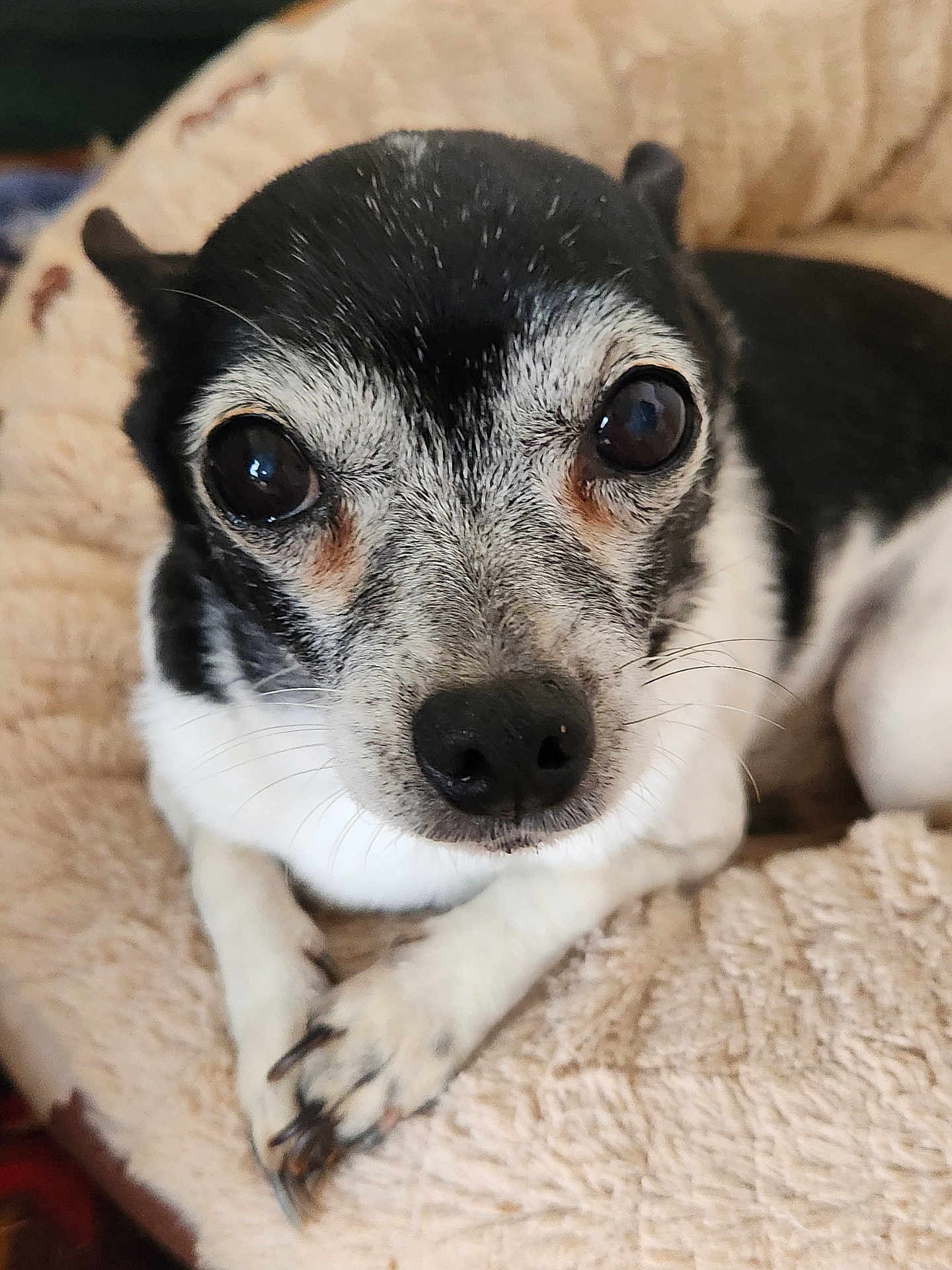 Peanut joined the competition — help win amazing prizes! dog, chihuahua, pet, close_up, portrait, nose, eyes, paws, fur, whiskers, bed, blanket, cozy, indoor, black_and_white, senior_dog, looking_at_camera, adorable, small_breed, resting