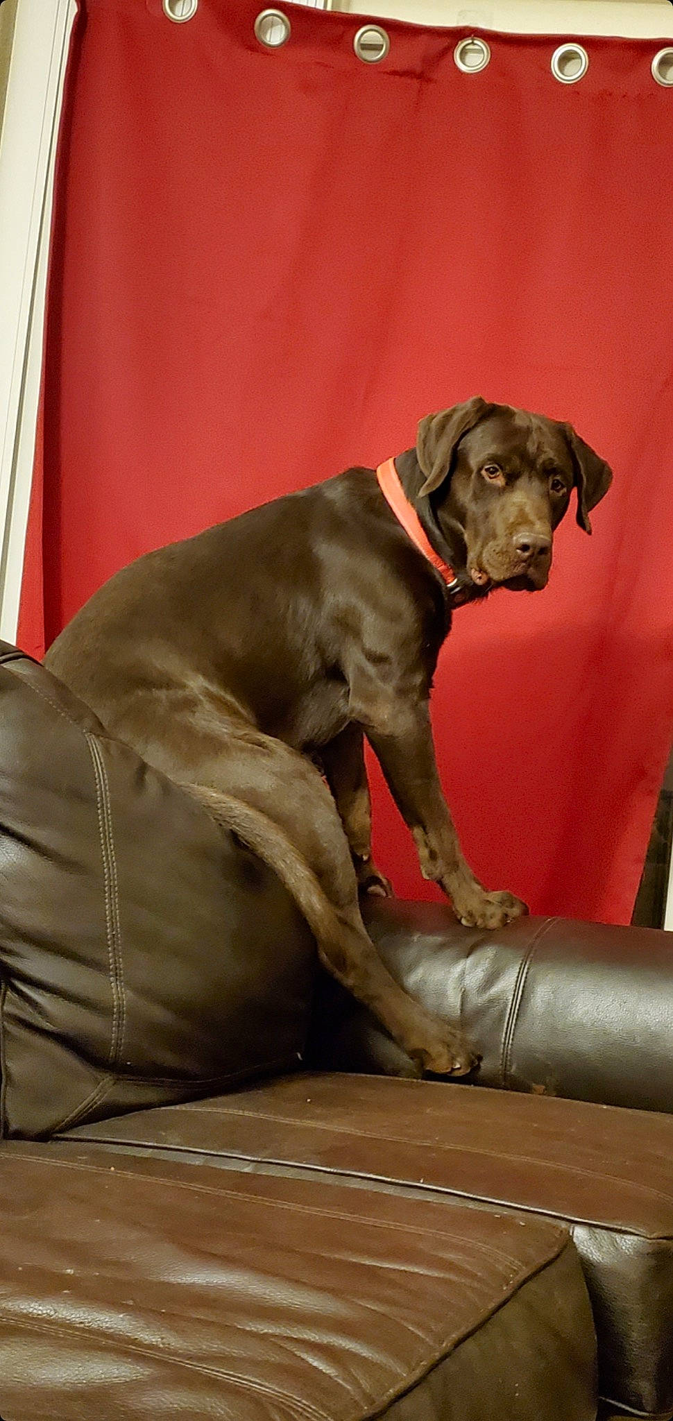 Django is registered to the contest to win money with this photo: canidae, carnivore, collar, comfort, companion_dog, curtain, dog, dog_breed, dog_collar, dog_supply, fawn, fur, great_dane, gun_dog, liver, pet_supply, snout, sporting_group, whiskers, working_animal