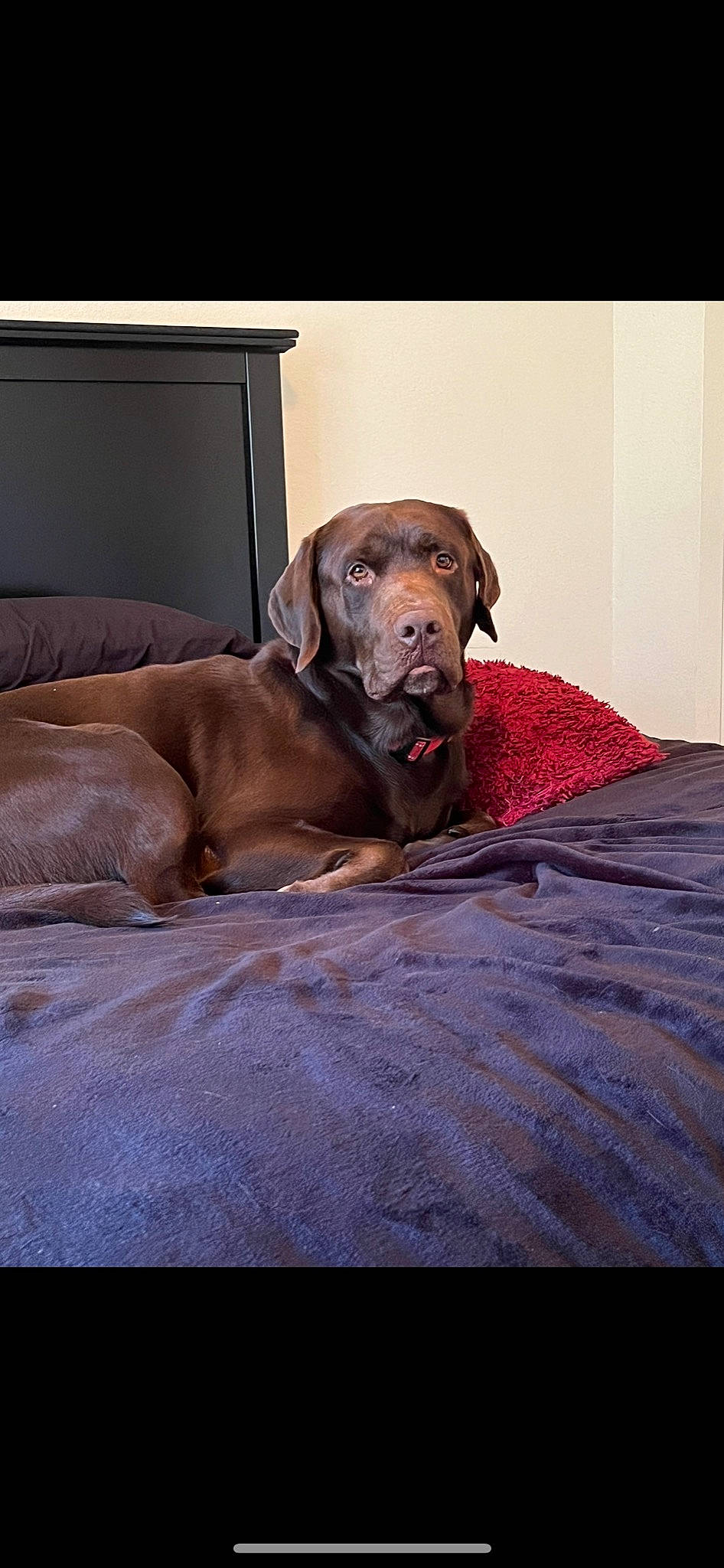 Django joined the competition — help win amazing prizes! brown, canidae, carnivore, comfort, companion_dog, dog, dog_breed, dog_collar, dog_supply, fawn, fur, gun_dog, liver, pet_supply, sitting, snout, sporting_group, whiskers, wood, working_animal