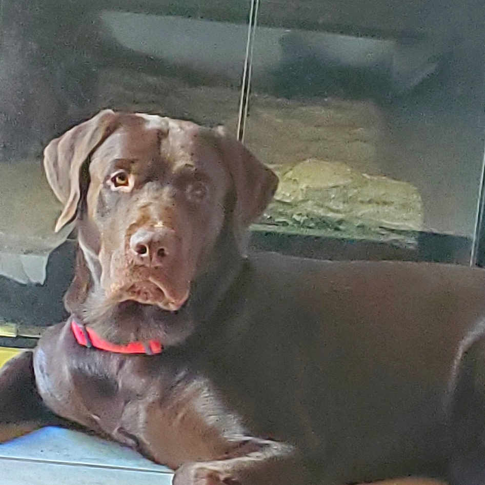 Django joined the competition — help win amazing prizes! canidae, carnivore, collar, companion_dog, dog, dog_breed, dog_collar, fawn, flesh, hunting_dog, liver, non_sporting_group, snout, sporting_group, terrestrial_animal, working_animal, wrinkle