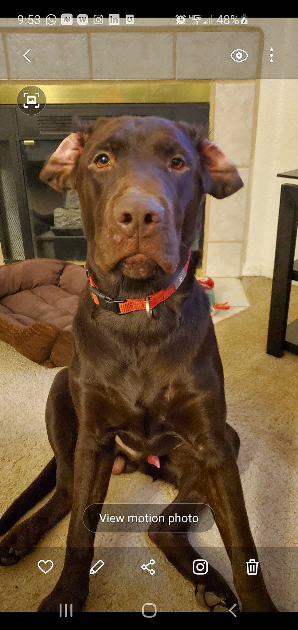 Django is registered to the contest to win money with this photo: borador, canidae, carnivore, collar, companion_dog, dog, dog_breed, dog_collar, fawn, fur, guard_dog, gun_dog, leash, liver, pet_supply, snout, sporting_group, whiskers, working_animal, working_dog