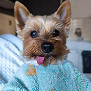 Diego participe au concours pour gagner de l'argent avec cette photo : dog, small_dog, yorkshire_terrier, pet, tongue_out, sweater, blue_sweater, indoor, cozy, furry, cute, animal, face, ears, nose, close_up, tongue, expression, domestic, companion