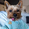 dog, small_dog, yorkshire_terrier, pet, tongue_out, sweater, blue_sweater, indoor, cozy, furry, cute, animal, face, ears, nose, close_up, tongue, expression, domestic, companion