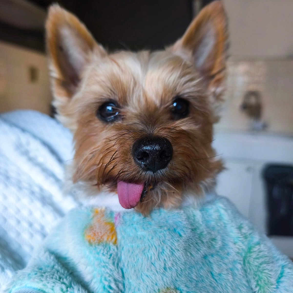 Diego participe au concours pour gagner de l'argent avec cette photo : dog, small_dog, yorkshire_terrier, pet, tongue_out, sweater, blue_sweater, indoor, cozy, furry, cute, animal, face, ears, nose, close_up, tongue, expression, domestic, companion