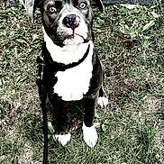 Ruger is registered to the contest to win money with this photo: animal, black_and_white, canine, collar, curious, dog, ears, eyes, fur, grass, leash, nature, nose, outdoor, paw, pet, pet_owner, portrait, sitting, young_dog