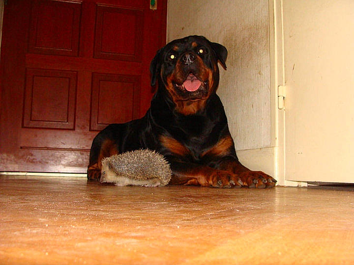 Brooke participe au concours pour gagner de l'argent avec cette photo : brown, canidae, carnivore, companion_dog, dog, dog_breed, door, fawn, floor, flooring, fur, hardwood, home_door, rottweiler, snout, sporting_group, terrestrial_animal, wood, working_animal, working_dog