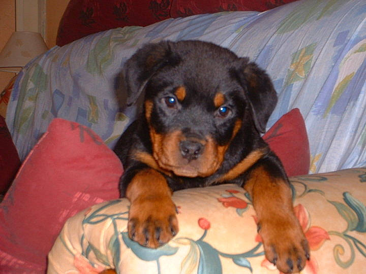 Brooke participe au concours pour gagner de l'argent avec cette photo : beaglier, bed, bored, canidae, carnivore, comfort, companion_dog, couch, dog, dog_breed, dog_supply, fawn, paw, room, rottweiler, snout, sporting_group, terrestrial_animal, working_animal, working_dog