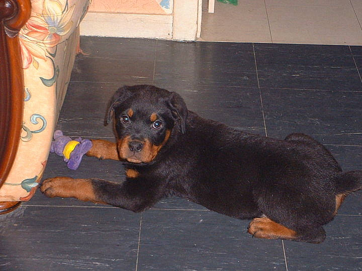 Brooke participe au concours pour gagner de l'argent avec cette photo : austrian_black_and_tan_hound, canidae, carnivore, companion_dog, dog, dog_breed, flooring, grey, guard_dog, hound, hunting_dog, road_surface, rottweiler, tail, terrestrial_animal, working_animal, working_dog